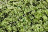 Peridot Crystals in Basalt - Arizona #355056-1